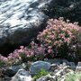 Andromeda polifolia 'Nikko'
